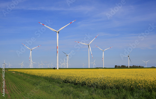 Spring field.Spring field of flowering rape in the north of Germany and wind generators.