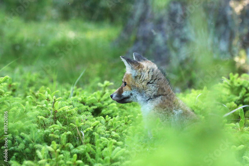 Portrait of red fox sitting in forest - Vulpes vilpes