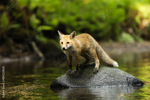 Young vixen of red fox staying in river - Vulpes vulpes