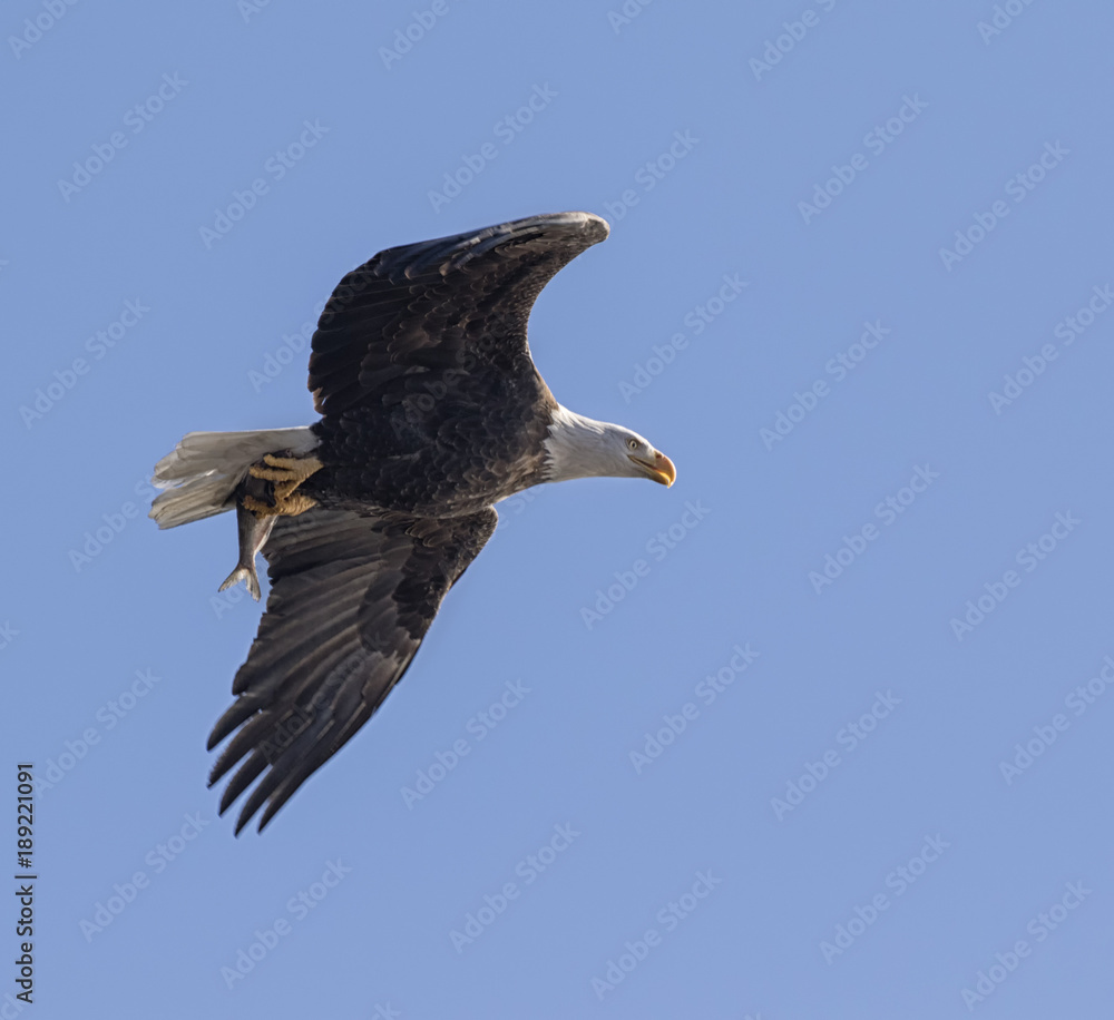 The bald eagle In Flight With Fish The bald eagle In Flight With Fish
