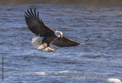 The bald eagle In Flight With Fish