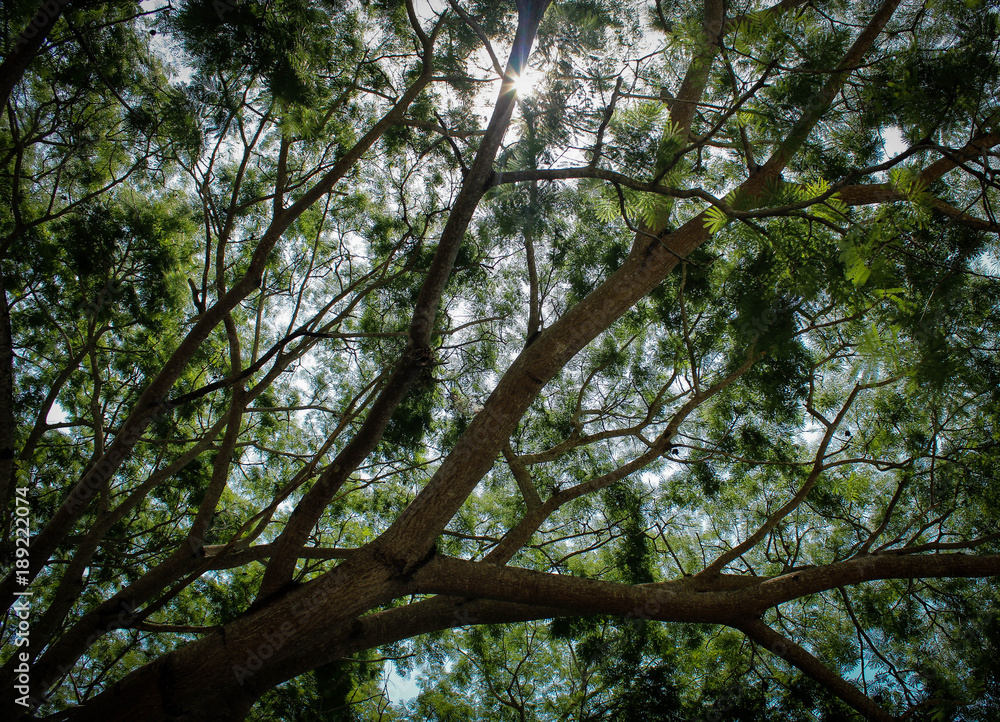 Fototapeta premium Nature