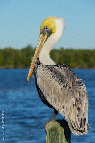 USA, Florida, Sideview of a brown pelican standing on a wood pile near water