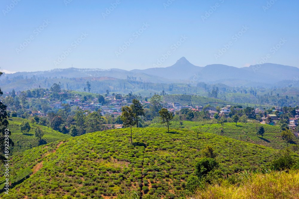 Fototapeta premium Tea plantations and Adams peak, Sri Lanka