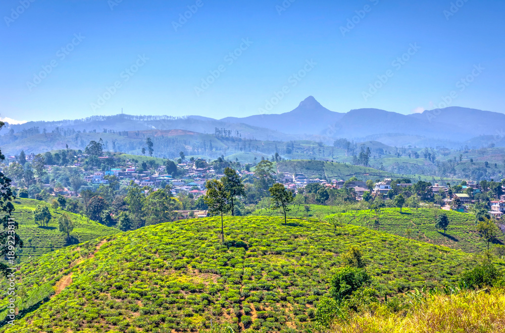 Tea plantations and Adams peak, Sri Lanka