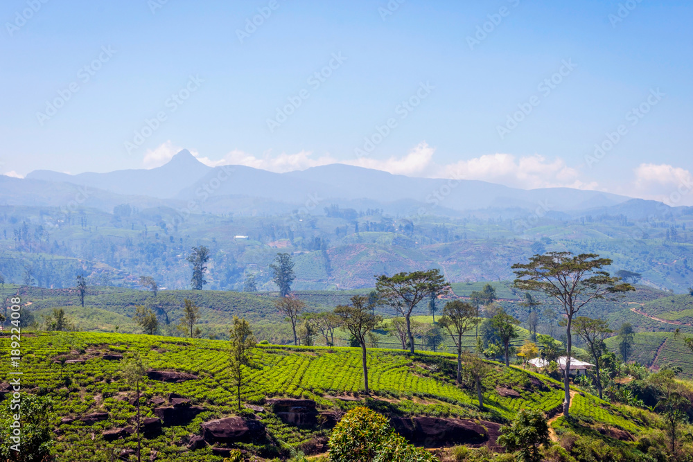 Fototapeta premium Tea plantations and Adams peak, Sri Lanka