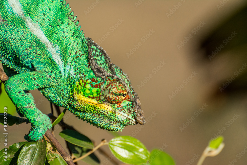 Fototapeta premium Endemic chameleon looking for a quarry in Madagascar