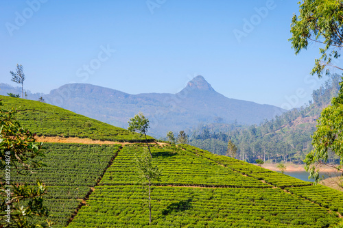 Tea plantations and Adams peak, Sri Lanka