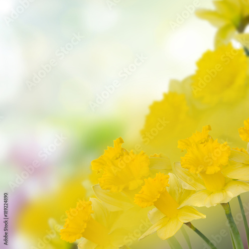 Fototapeta Naklejka Na Ścianę i Meble -  daffodil flowers