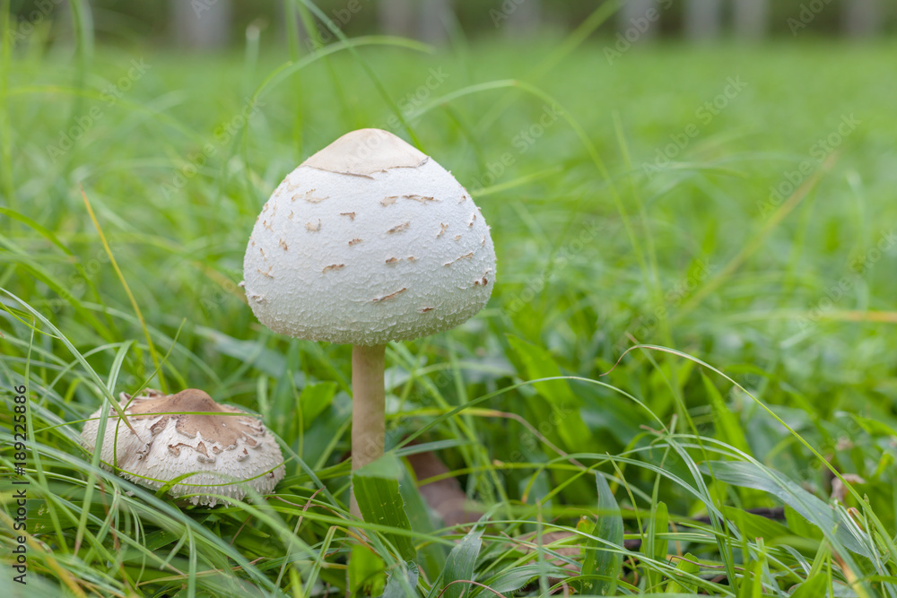 Mushrooms are on the lawn of the park. Mushrooms are on the lawn of the park.