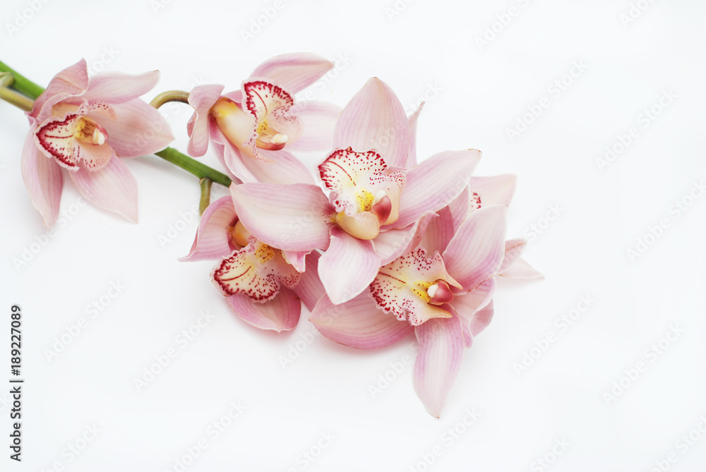 Obraz premium Close up Beautiful Pink Orchid Branch flower isolated over white background