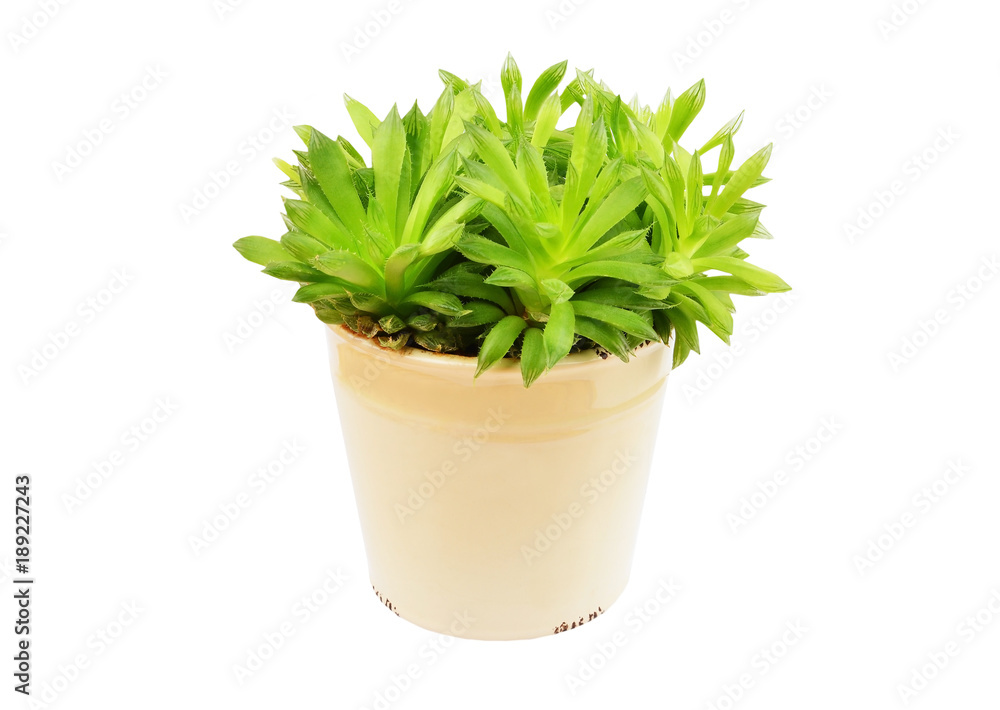 Succulent plant Haworthia cooperi Succulent plant Haworthia cooperi