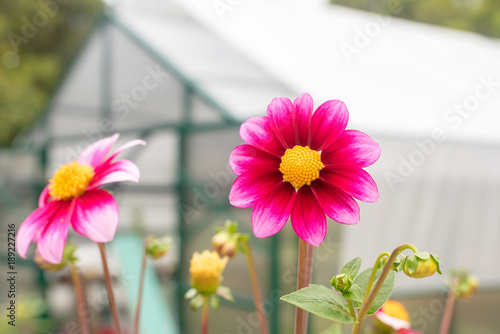 Fototapeta Naklejka Na Ścianę i Meble -  Close up of vibrant pink dahlia blossom with green house in background (selective focus)