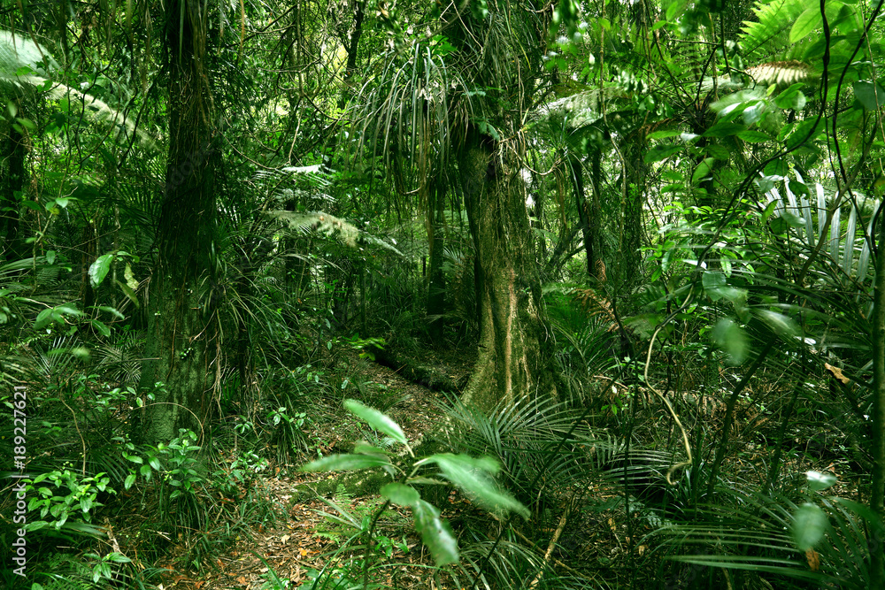 Trees and green leaves in tropical jungle forest Trees and green leaves in tropical jungle forest