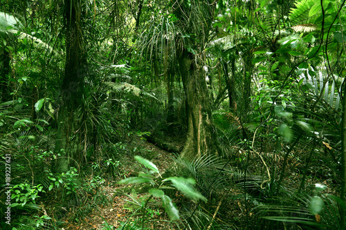 Fototapeta Naklejka Na Ścianę i Meble -  Trees and green leaves in tropical jungle forest