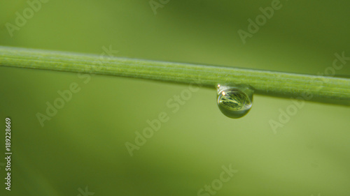 Drop of dew in morning on leaf with sun light. Water drops on the green grass. Water drops on fresh green lea close up, macro.