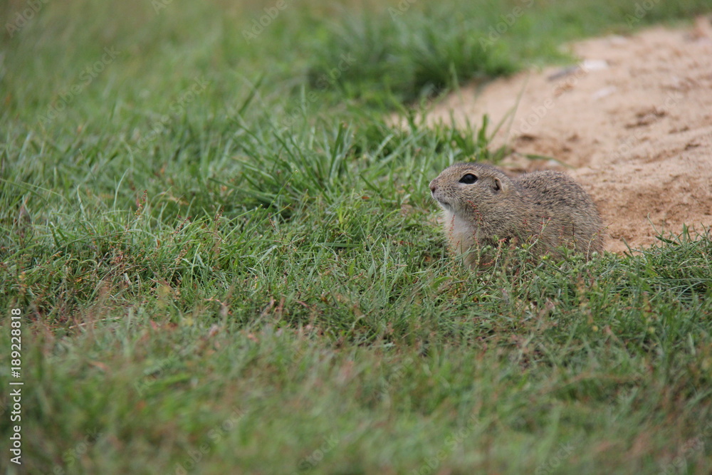 Portrait of suslik on the grass, European Ground Squirrel, Czech Republic.