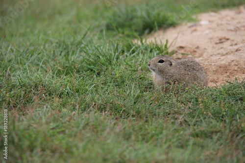 Portrait of suslik on the grass, European Ground Squirrel, Czech Republic.
