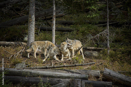 Life in the pack of wolves. Wolf family. Srni, National Park Sumava, Czech Republic.