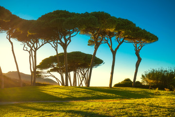 Fototapete Bäume Mediterrane Pinien am Strand der Toskana  © stevanzz