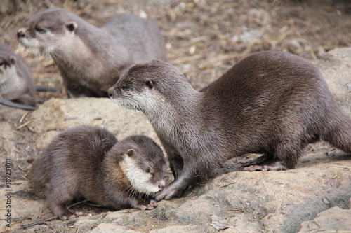 Baby otter bowing down to mother. Otter´s family.