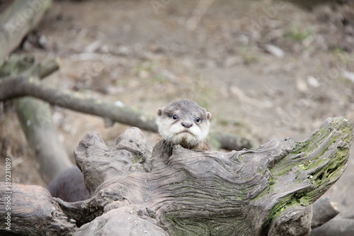 Portrait of baby otter. So small, so cute.