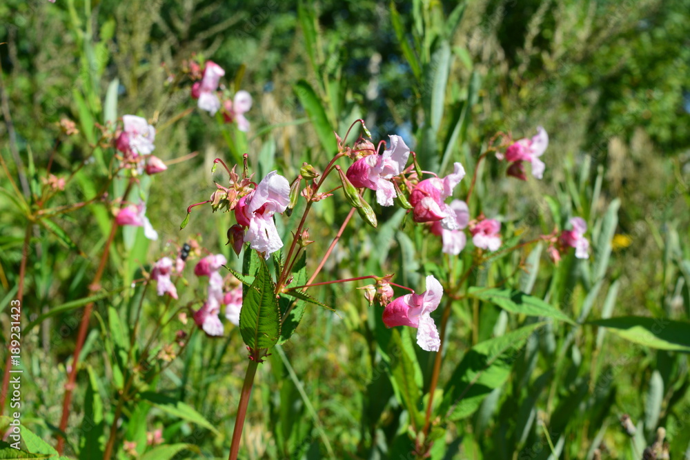 Himalayan Balsam. Impatiens glandulifera. Pink and white flowers in sunny summer day. Wild nature in the city. Himalayan Balsam. Impatiens glandulifera. Pink and white flowers in sunny summer day. Wild nature in the city.