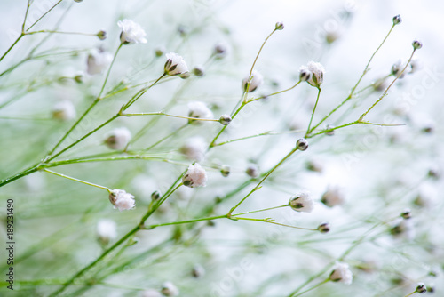 White flowers spring background