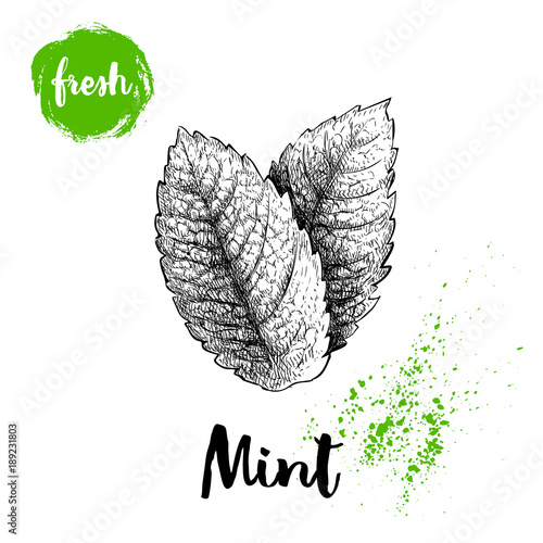 Hand drawn sketch style mint leaves. Healthy herb vector. Peppermint illustration isolated on white background.