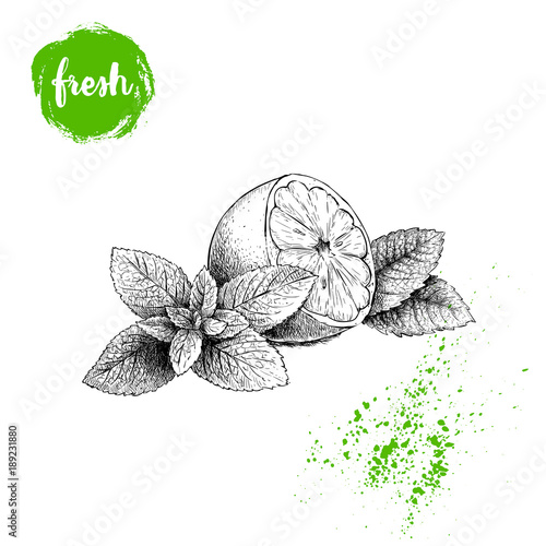 Hand drawn sketch style healthy fruits. Lemon half and mint leaves. Vector illustration isolated on white background.