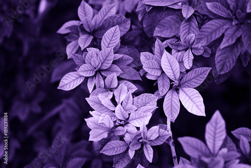 Ultra Violet background made of green leaves.