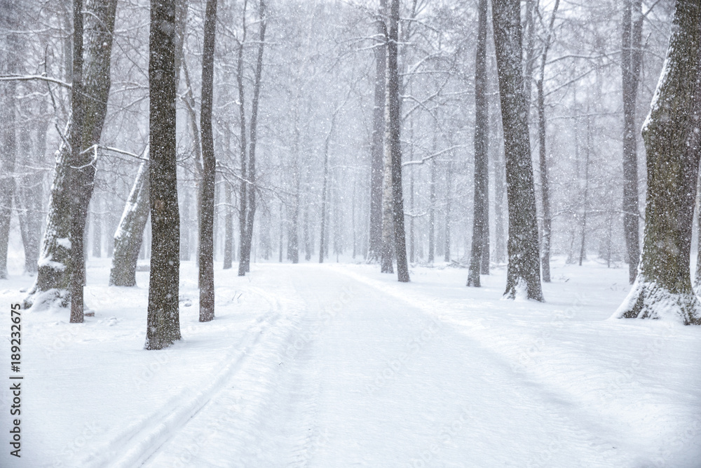 Snowfall in the park