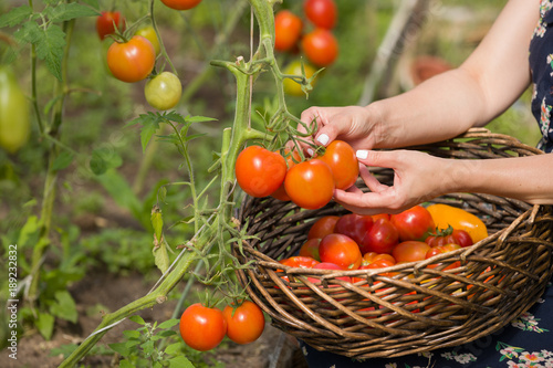 Closeup of woman's hands harvesting fresh organic tomatoes in her garden. Farmer Picking Tomatoes. Vegetable Growing. Gardening concept photo