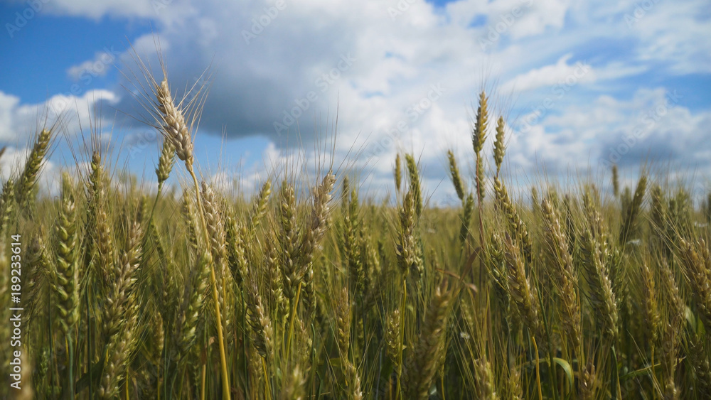 Wheat ears in field. blue sky, clouds. Golden wheat field. Yellow grain ready for harvest growing in farm field. Wheat ears in field. blue sky, clouds. Golden wheat field. Yellow grain ready for harvest growing in farm field.
