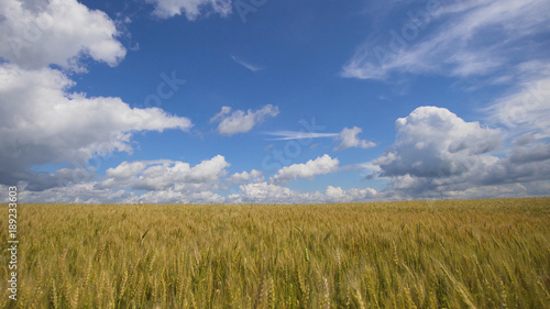 Wheat ears in field. blue sky  clouds. Golden wheat field. Yellow grain ready for harvest growing in farm field.