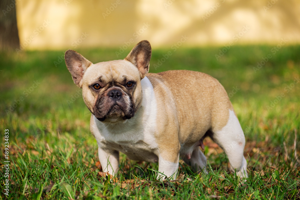 The cute French Bulldog