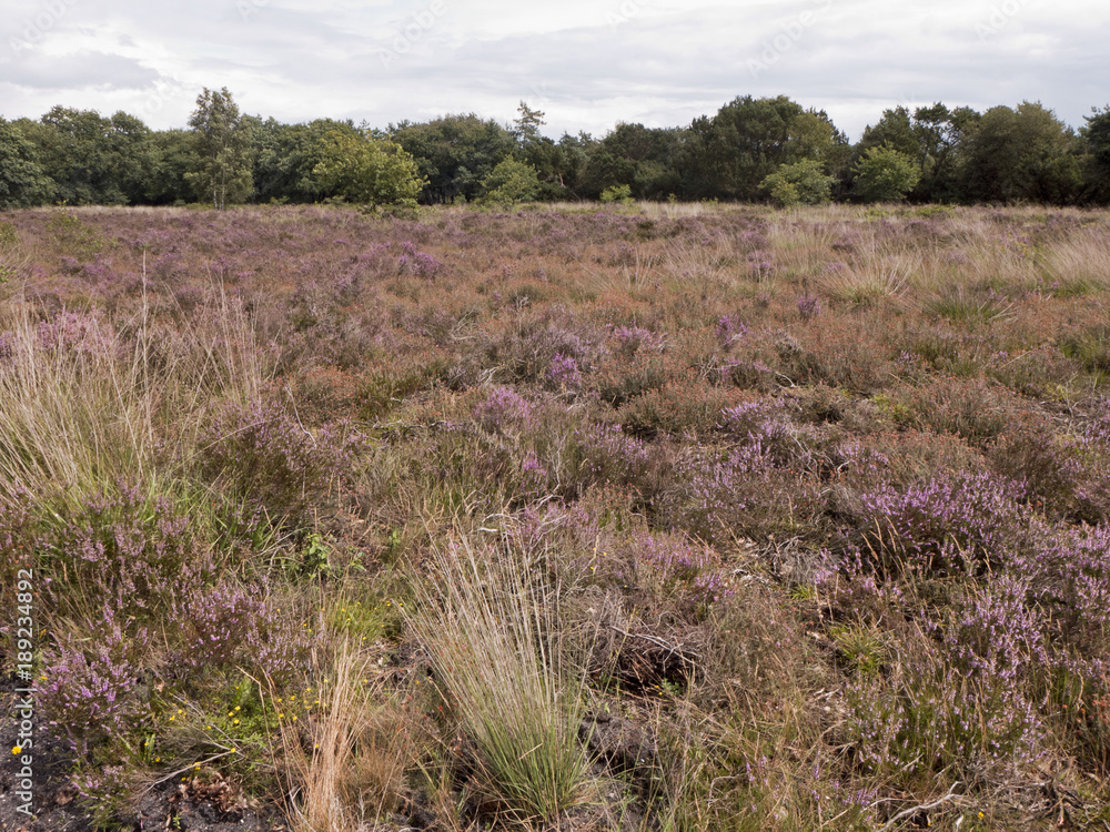 Wanderung durch ein Heidegebiet mit blühender Heide Wanderung durch ein Heidegebiet mit blühender Heide