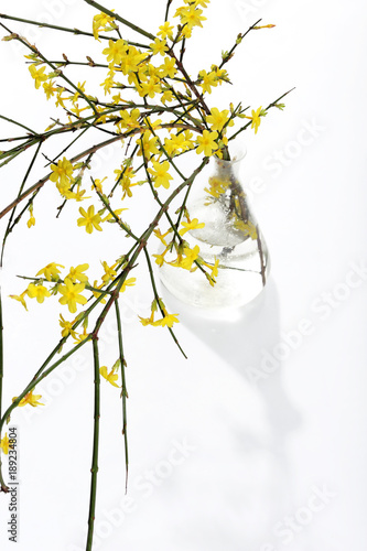 aroma, spring, botanical, bush, bushes, flower, flowers, green, humile, glass, vase, jasmine, jasminum, leaf, leaves, natural, nature, yellow photo