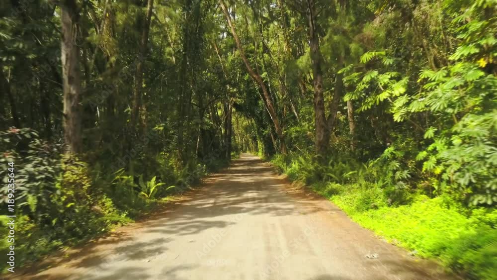Going down a narrow dirt road through thick tropical forest in Hawaii. Going down a narrow dirt road through thick tropical forest in Hawaii.