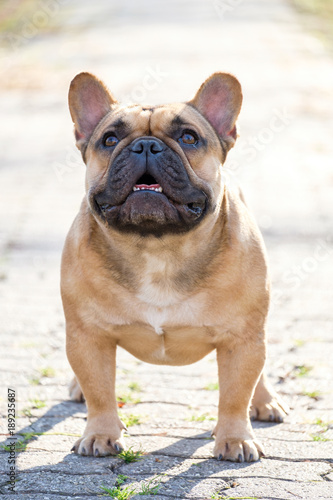 The cute French Bulldog