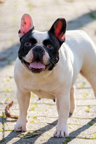 Fototapeta Naklejka Na Ścianę i Meble -  The cute French Bulldog