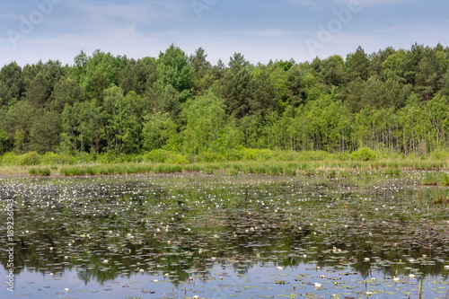 Small lake with water flowers in forest in Poland