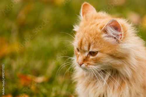 Red cat sits in yellow autumn leaves