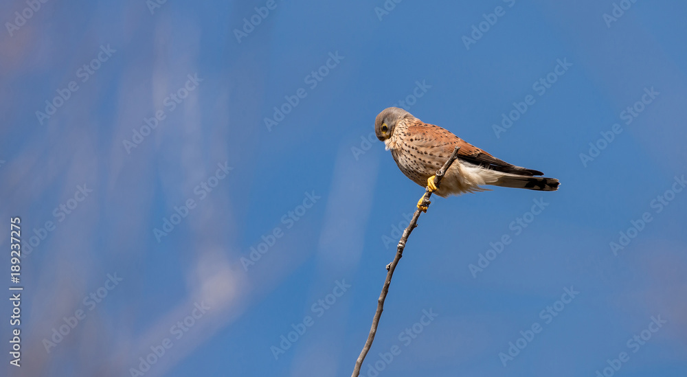 Falco tinnunculus male. Kestrel in the nature. Falco tinnunculus male. Kestrel in the nature.