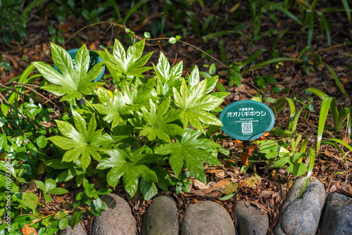 Bush "Hosta Montana" in a city park, Tokyo, Japan. Close-up.