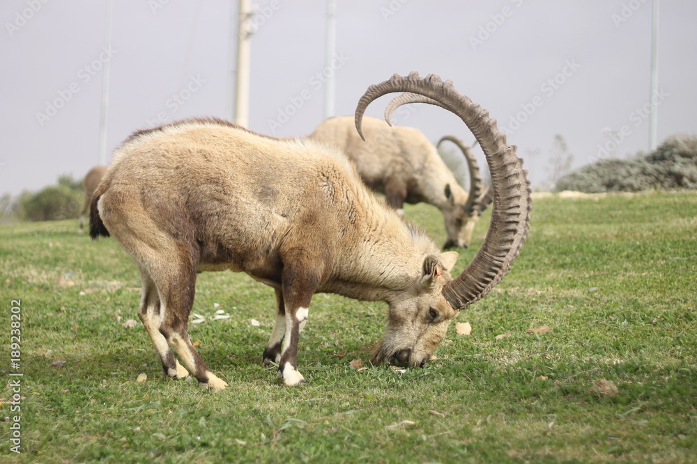 Fototapeta premium ibexes in the forest
