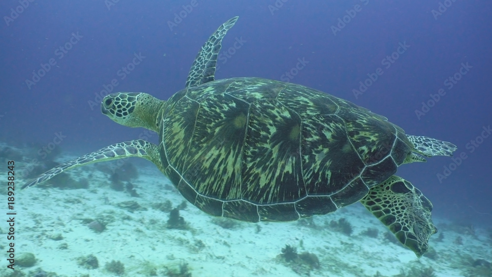 Fototapeta premium Sea turtle between corals underwater. Wonderful and beautiful underwater world. Diving and snorkeling in the tropical sea. Philippines.