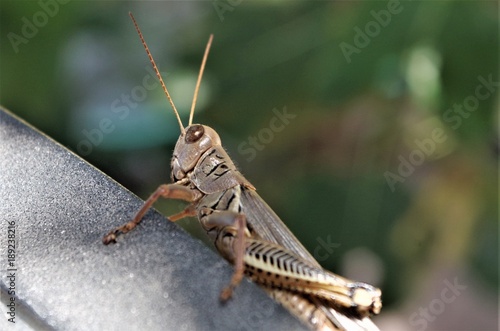 Curious and Social Grasshopper © Roseann Arabia