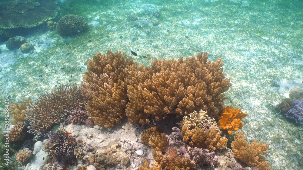 Fototapeta premium Fish and coral reef. Tropical fish on a coral reef. Wonderful and beautiful underwater world with corals and tropical fish. Hard and soft corals. Diving and snorkeling in the tropical sea. Travel