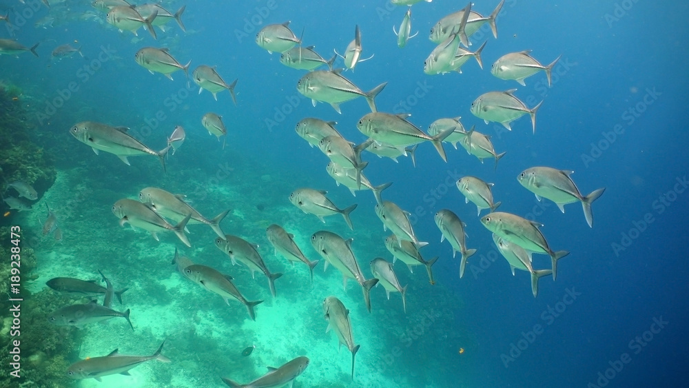 Schooling Jack fish, Caranx sexfasciatus. Tropical fish on a coral reef. Wonderful and beautiful underwater world with corals and tropical fish. Hard and soft corals. Diving and snorkeling in the Schooling Jack fish, Caranx sexfasciatus. Tropical fish on a coral reef. Wonderful and beautiful underwater world with corals and tropical fish. Hard and soft corals. Diving and snorkeling in the